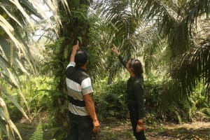 sustainable palm plantation