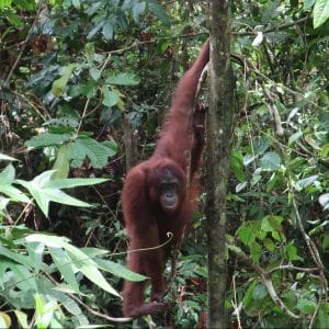 Tropical Forest Protection in Indonesia
