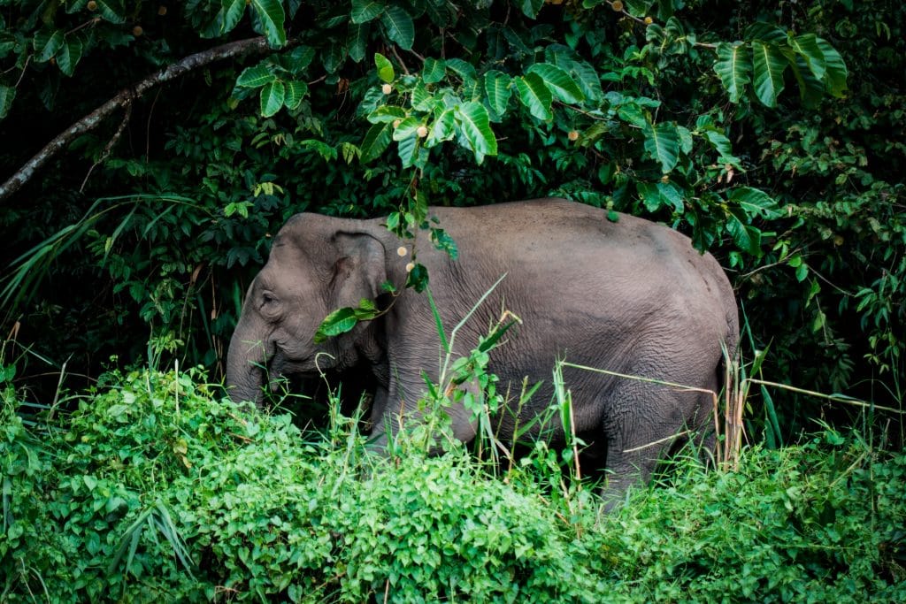 Elephant in Borneo tropical forest