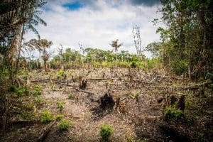 Deforestation Commitments By 2020